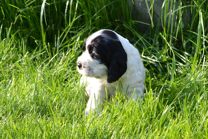 Vrh H a CH 37-Habi.JPG